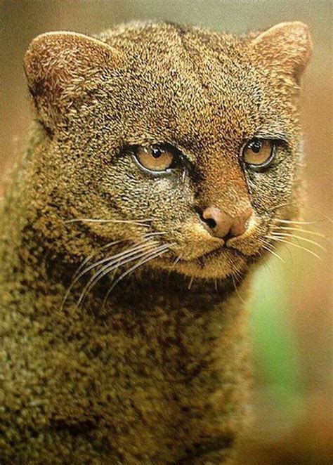 Jaguarundi A Texas Wildcat That Has Become Endangered Its Scream Is