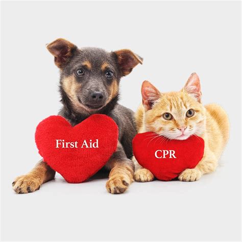 Pet Cpr First Aid Certification Dog And Cat Cpr Mycpr Now