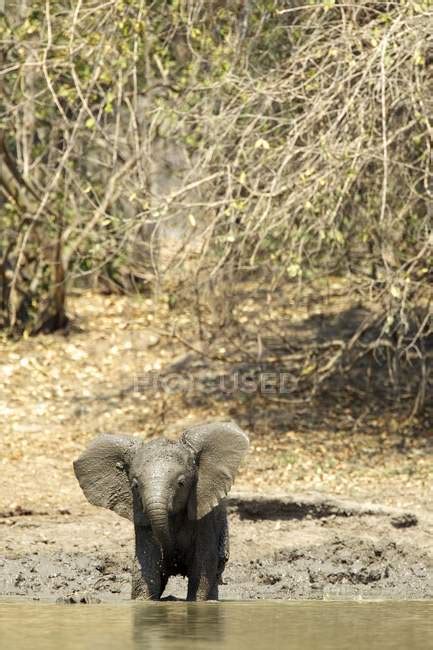 African Elephant Or Loxodonta Africana At Waterhole In Mana Pools