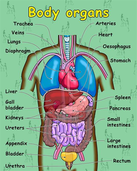 Human Body Organ Diagram Labeled Printable Diagram Human Body