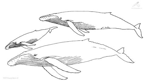 Kleurplaat Walvis