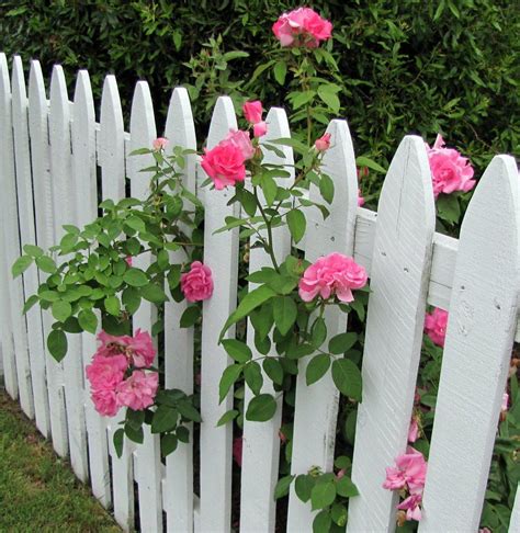 Pink Roses On A White Picket Fence Picket Fence Garden White Picket