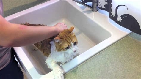 How To Bathe A Cat Youtube