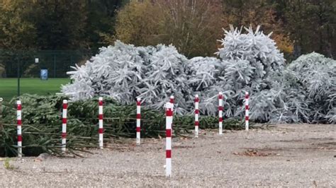 The theme park in germany will welcome visitors with new safety measures in light of coronavirus. Europa Park Weihnachts bäume werden weiß lackiert für den Park update 6.11.2018 - YouTube