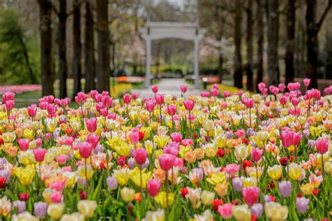 See The Tulips Bloom In The Netherlands Keukenhof Gardens Online