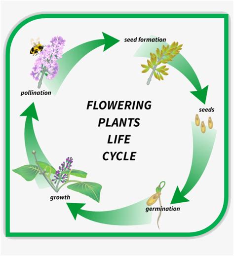 Image Of Flowering Plants Life Cycle Flowering Plant Transparent Png