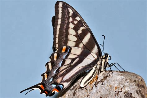 Wild Utah Butterfly Photos Pale Swallowtail Papilio Eurymedon Adults