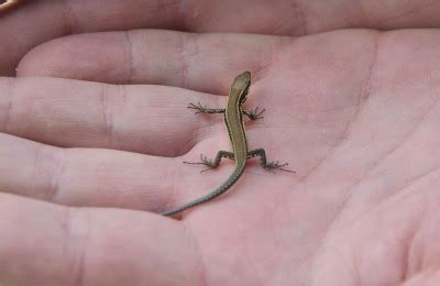 Attracting lizards to your garden is beneficial for many reasons. Garden Lizard Food - Aumondeduvin.com