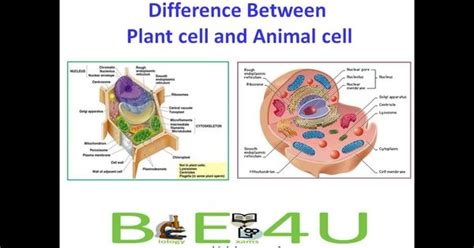 The plant cell and the animal cell can be differentiated by the presence of organelles in them. 5 Major Differences Between Animal cell and Plant Cell ...