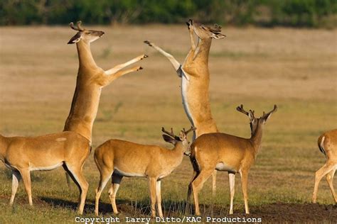 1000 Images About Deer Fight On Pinterest Seasons Desktop