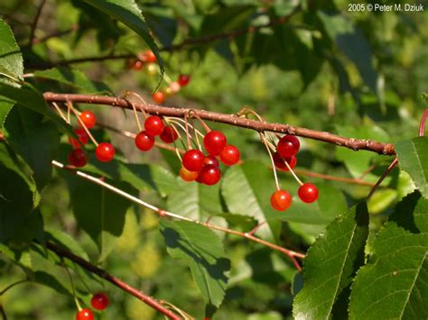 Prunus Pensylvanica Pin Cherry Minnesota Wildflowers