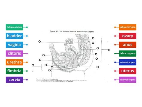 Female Reproductive System Labeling Labelled Diagram