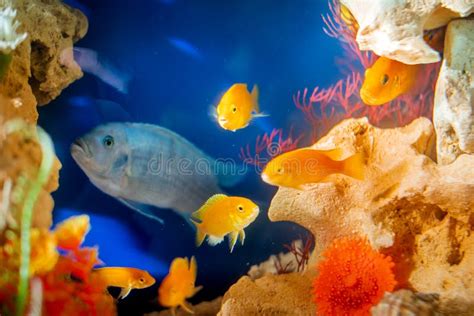 Golden Bright Aquarium Fish Swim Against Background Of Corals And Algae