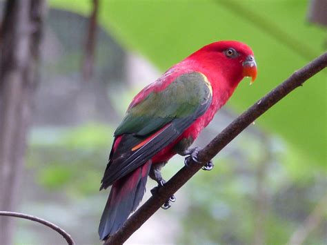 Free Images Wing Wildlife Wild Red Beak Fauna Thailand