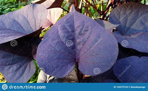 Purple Sweet Potato Leaves Or Called Ipomea Batatas Poiret ...