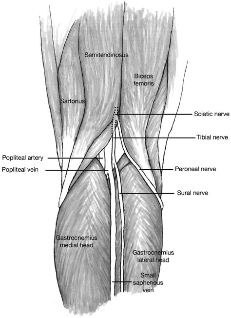 Lateral Popliteal Nerve Block