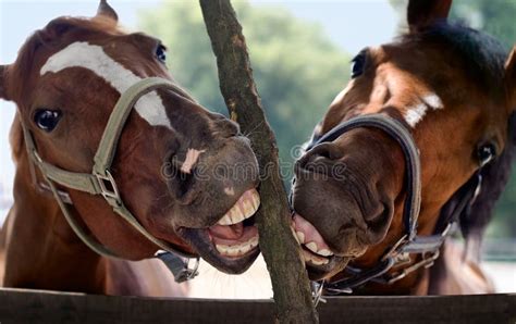 Horse Smile Stock Image Image Of Caries Vitality Teeth 32787431