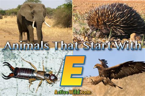 Brad pitt, rihanna, and miley cyrus aren't who you think they are. Animals That Start With E: List With Pictures And Facts ...