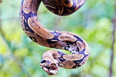 Boa Constrictor Escapes Uk House Daily Star