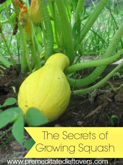 Secrets For Growing Yellow Summer Squash In Your Vegetable Garden