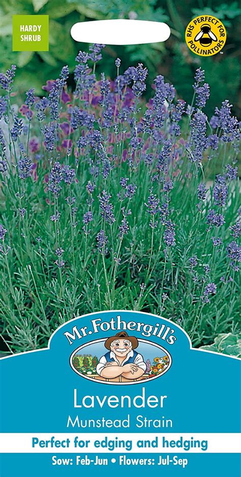 Mr Fothergills Seeds Lavender Munstead Strain Flowering