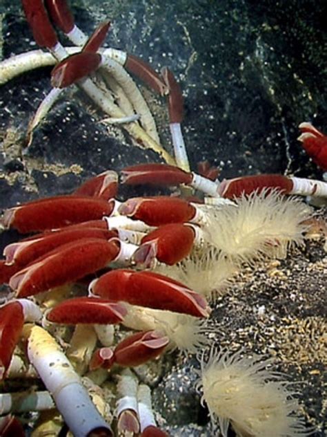 Deep Dwellers Marine Life Such As Giant Tube Worms Shown Shrimp