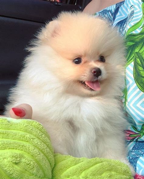 Home Trained Pomeranian Puppies For Sale Adoption From Honolulu Hawaii