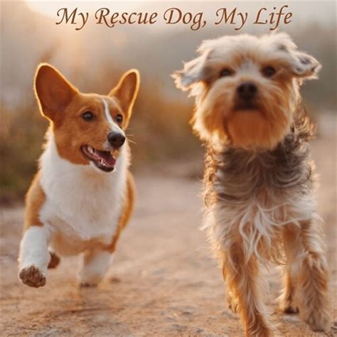 알라딘 My Rescue Dog My Life Paperback