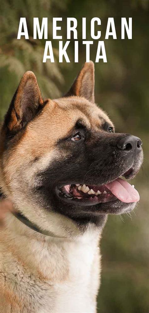 There were akitas in american before the world war. American Akita - Is This Dog Right For You?
