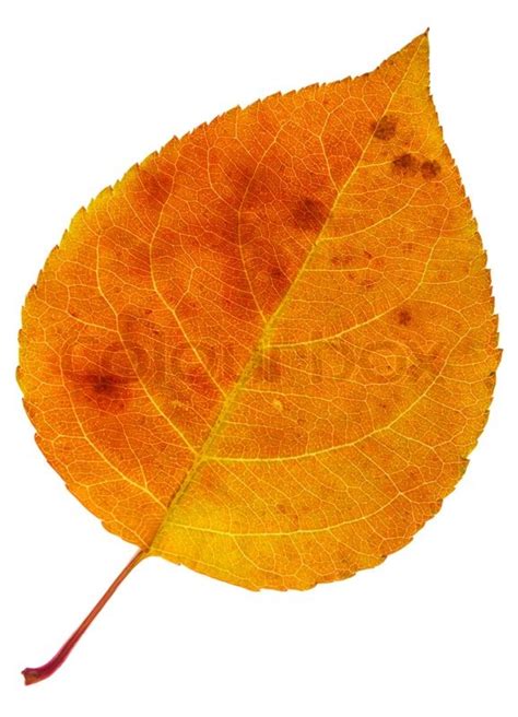 Autumn Orange Leaf With Dark Stains Isolated On A White Stock Photo