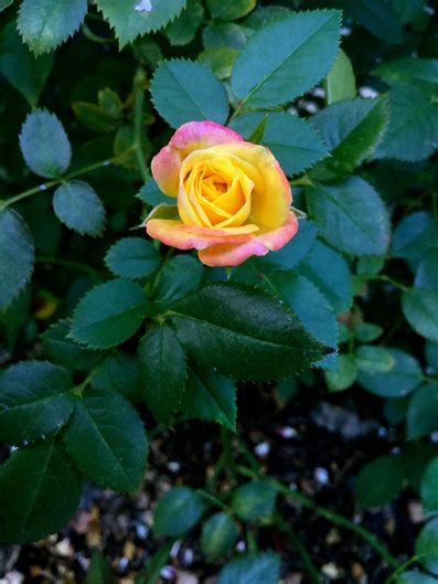 The 12 Best Types Of Roses For Your Garden Garden Design