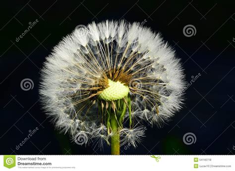 Dandelion Head Stock Photo Image Of Stigma Flowering 54140718