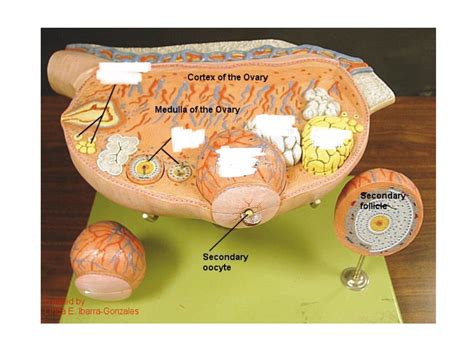 Ovary Histology Model Diagram Quizlet