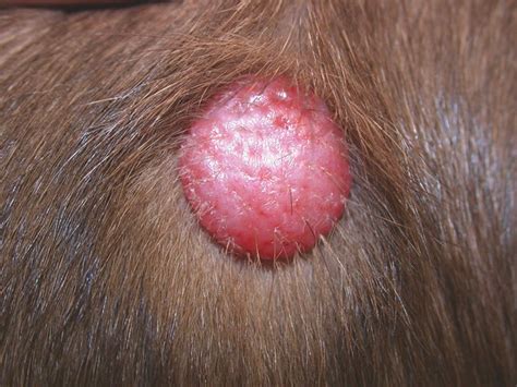 Skin Cancer Sores On Dog