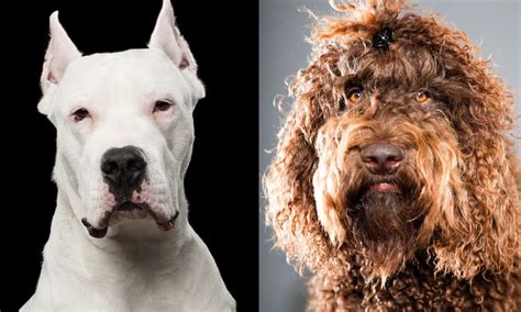 American Kennel Club Kicks Off The New Year With Two Brand