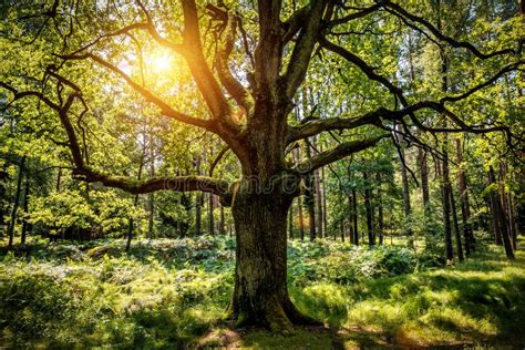 Old Oak Tree In The Forest Stock Photo Image Of Plant 276410678