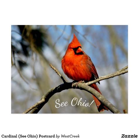 Cardinal See Ohio Postcard Thank You To The Buyer On Its Way To