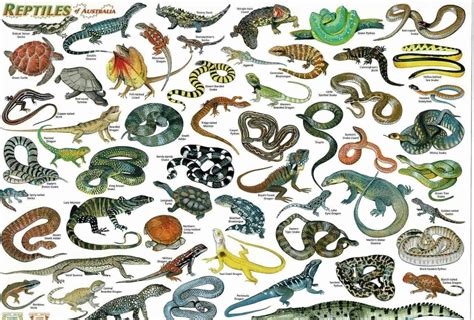 Reptiles Of Australia Laminated Postermat Abc Maps