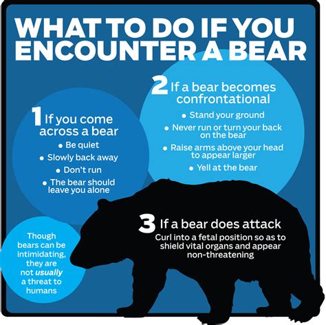 Ready Black Bear Ohio Turn Ons Greensboro Infographics Bears