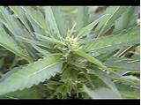 Marijuana Plant Budding Pictures
