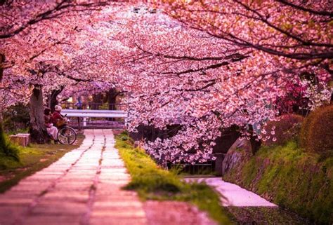 Le Cerisier Japonais 85 Points De Vues Archzinefr