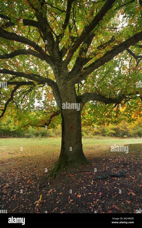 Oak Tree Branches Hi Res Stock Photography And Images Alamy