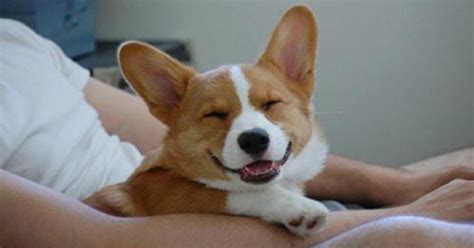 15 Signs That Indicate Youre A Crazy Corgi Person And Are Damn Proud