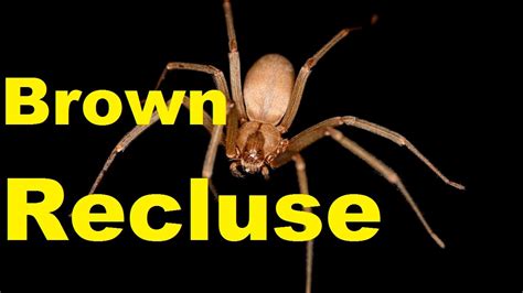 Top 10 Shocking Brown Recluse Spider Facts Brown Recluse Bite 2017