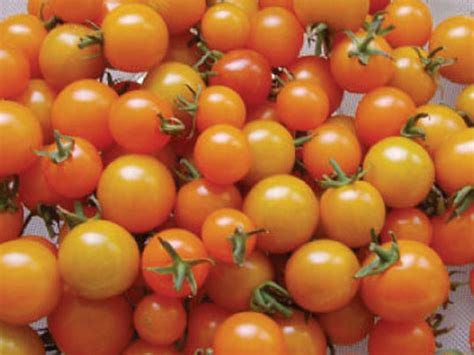 Usa Seller Sun Gold Tomato 25 Seeds Heirloom Etsy