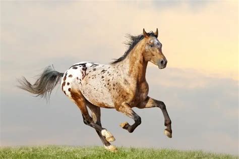 What Is A Spotted Horse Called Remarkable Facts Explained