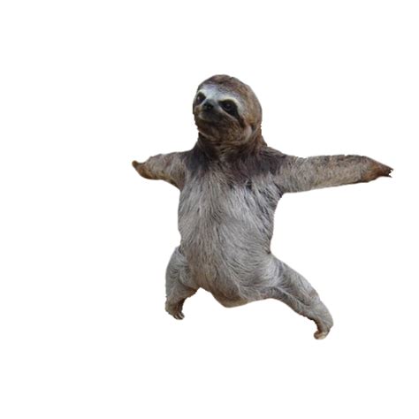 Sloth Meme On Tumblr