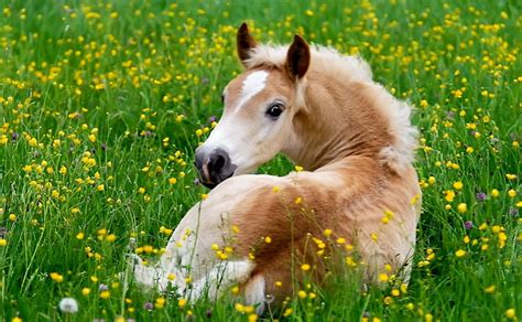 A Cute Foal Cute Horse Brown Grass Foat White Flowers Hd