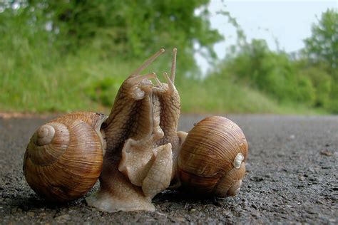 a love dart at the heart of sexual conflict in snails bmc series blog
