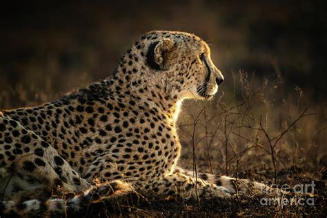 Cheetah Profile Photograph By Jamie Pham Pixels